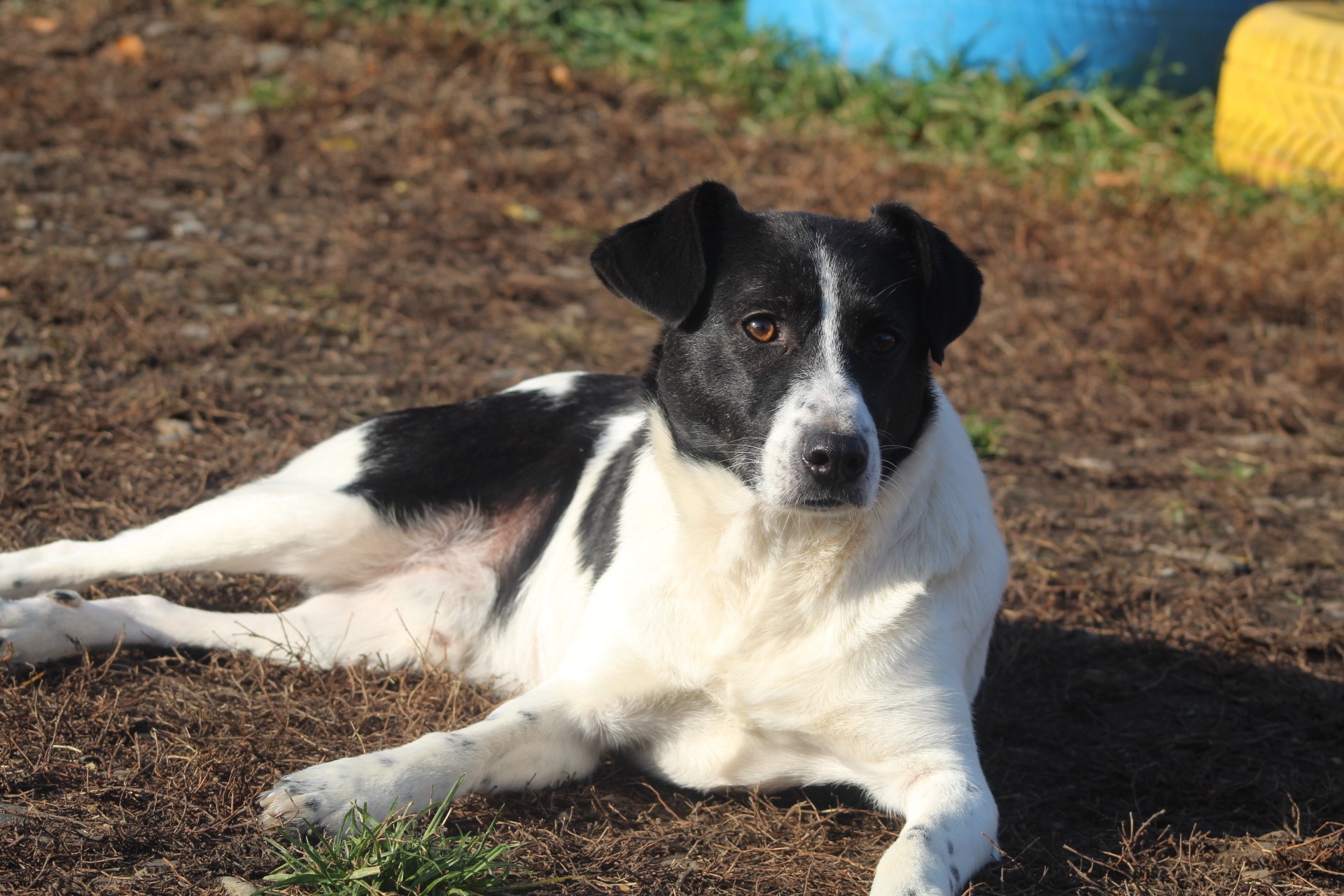 Spike Casa lui Patrocle 3