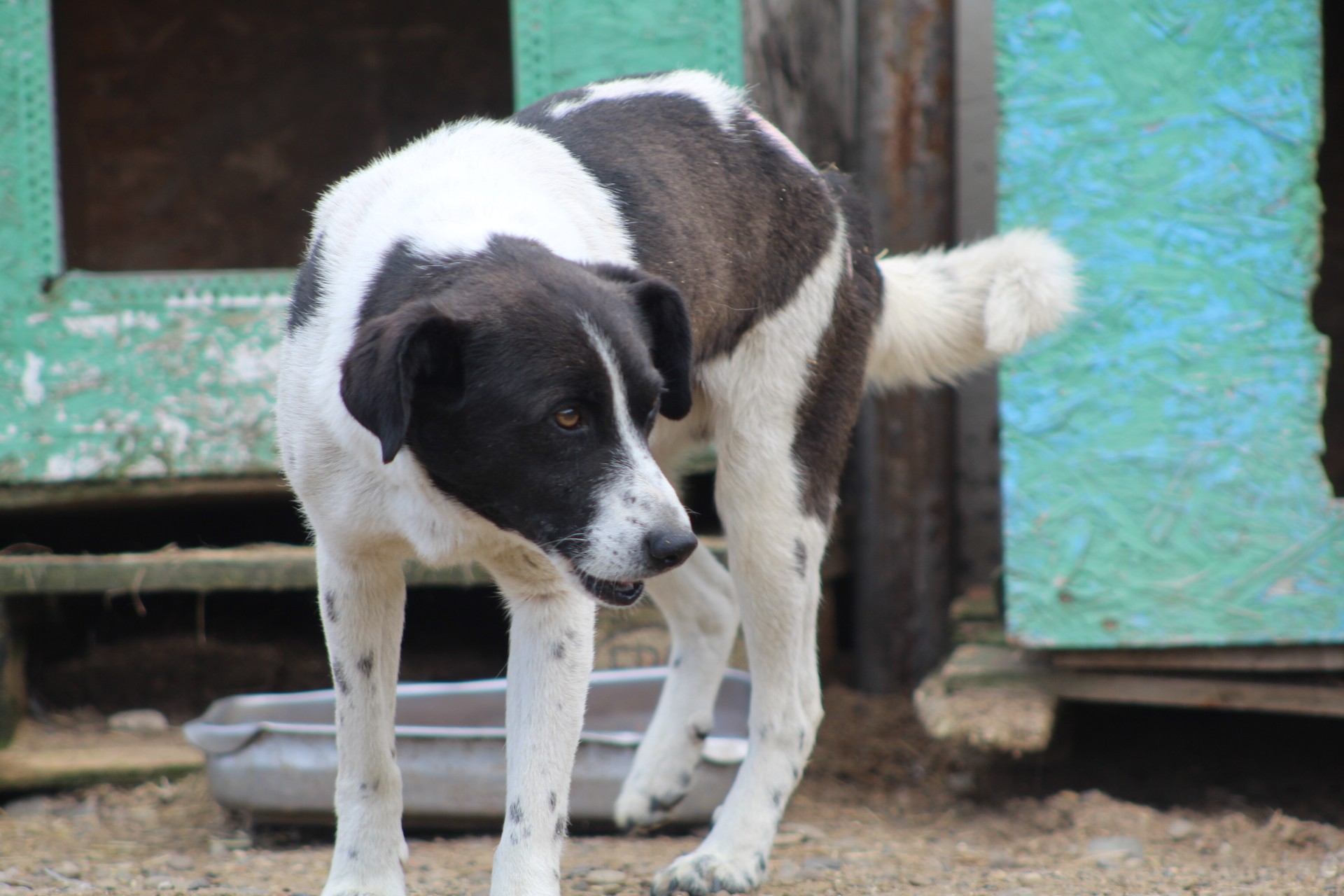 Spike Casa lui Patrocle 4