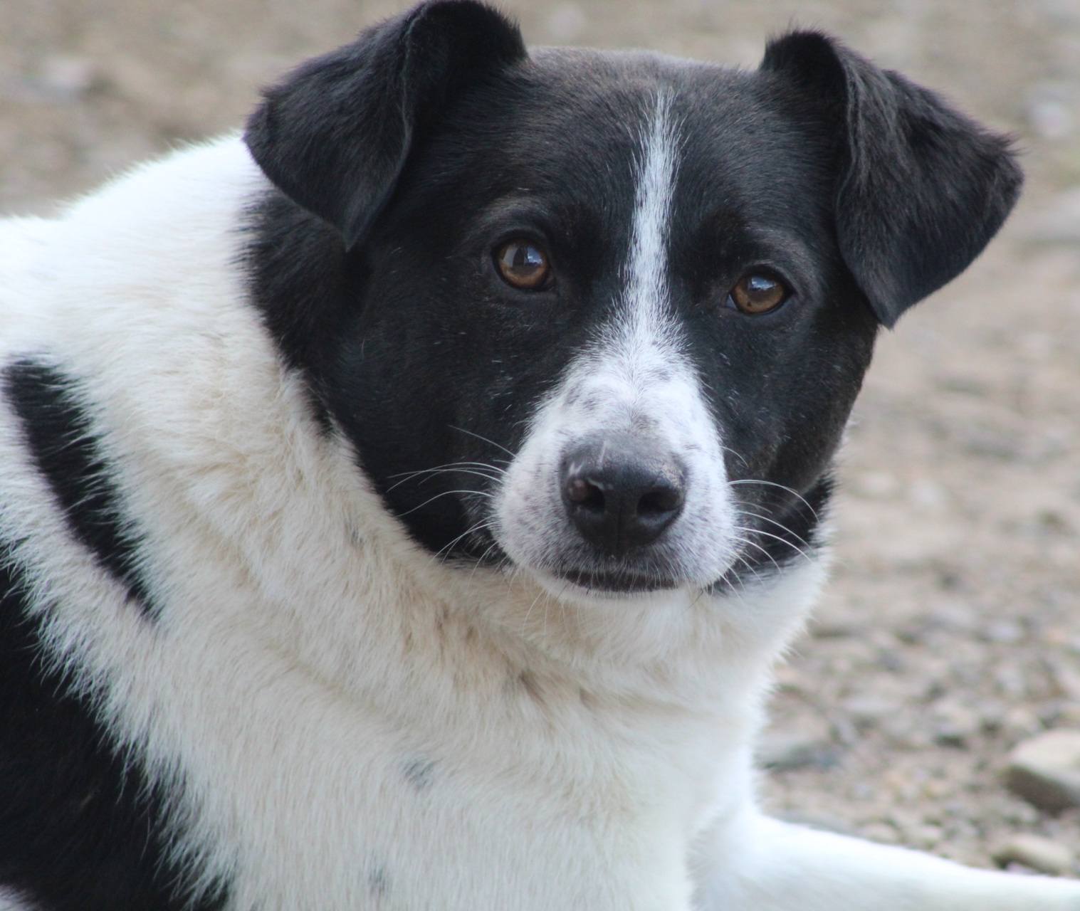 Spike Casa lui Patrocle 6