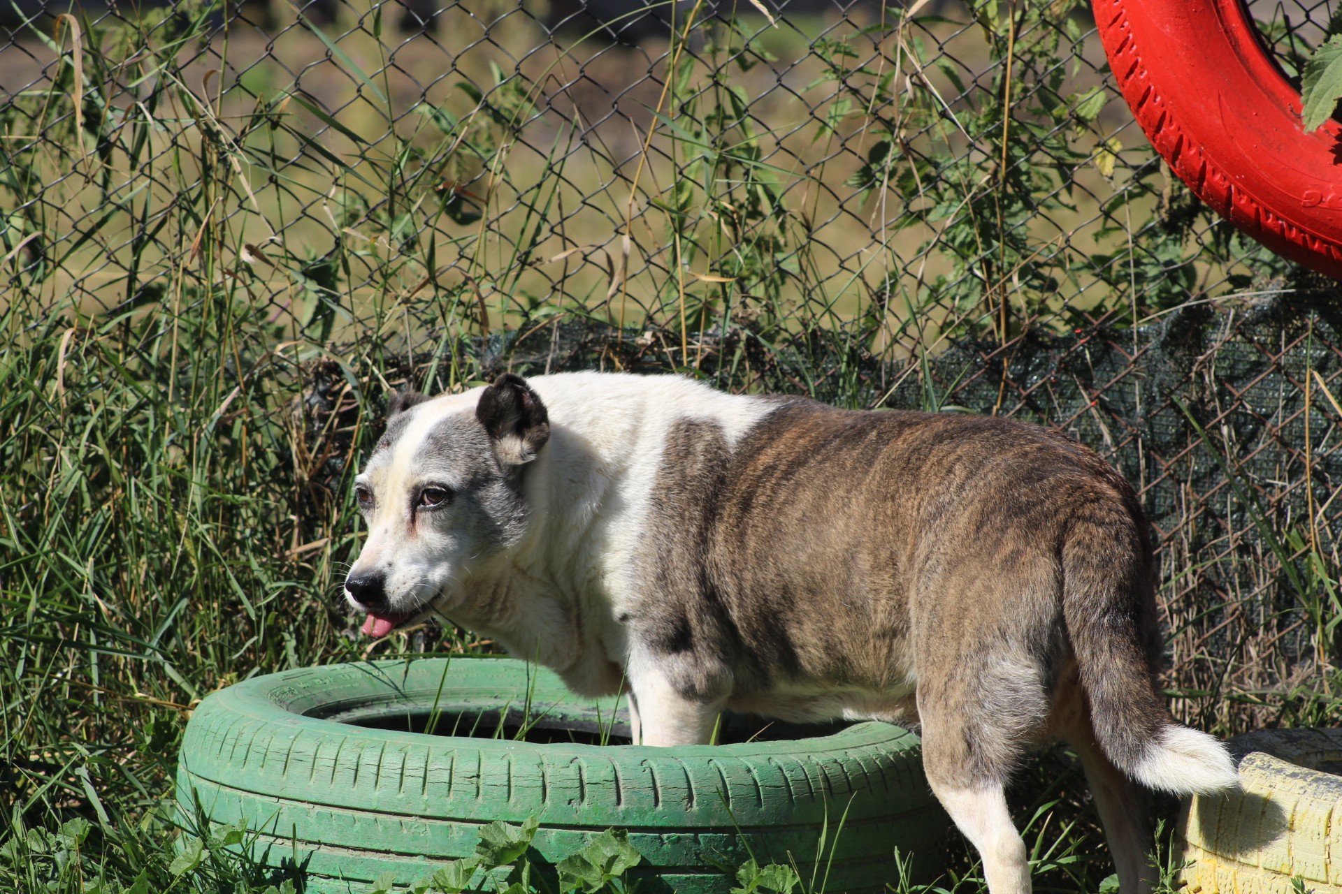 Stela Casa lui Patrocle 2