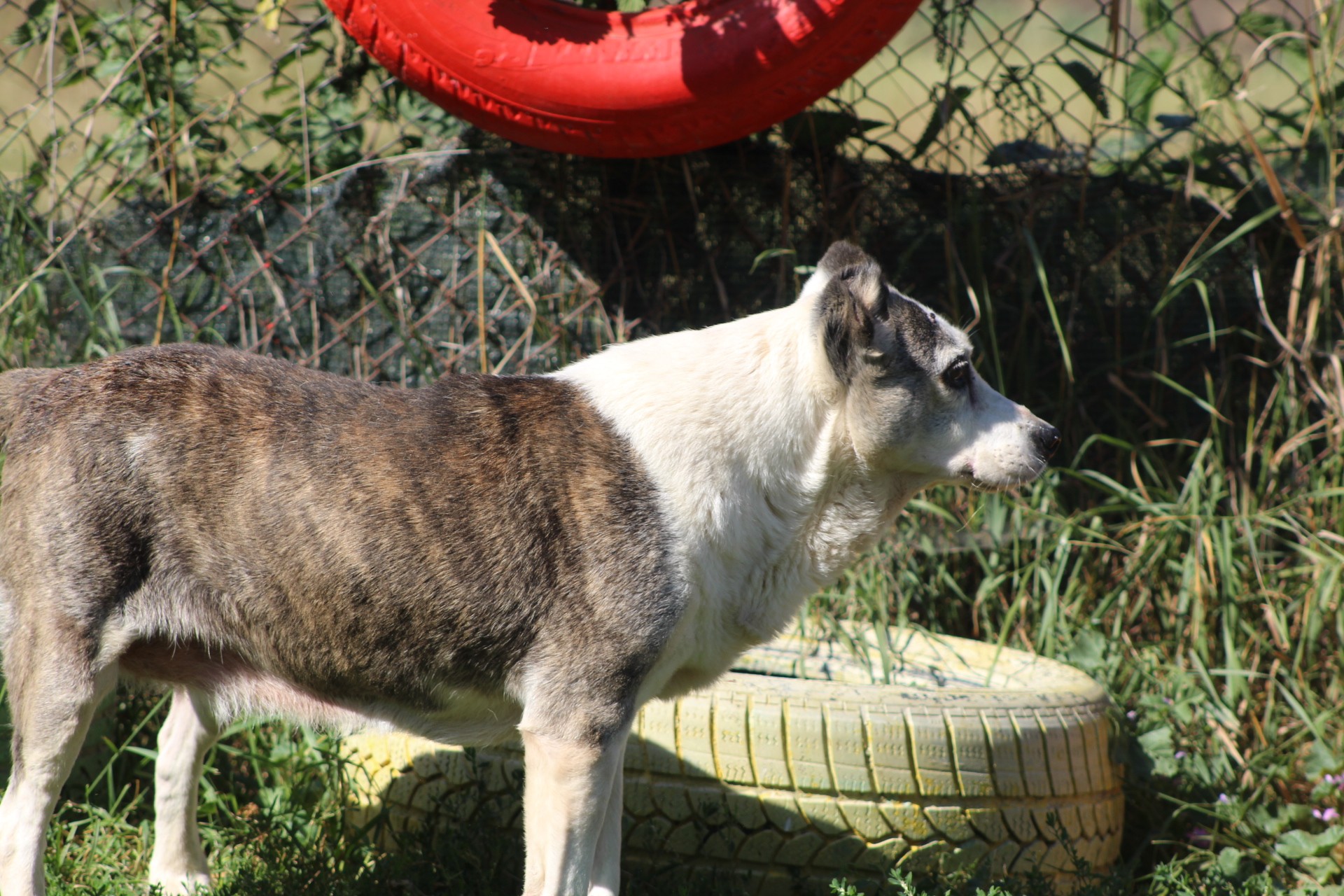 Stela Casa lui Patrocle 4
