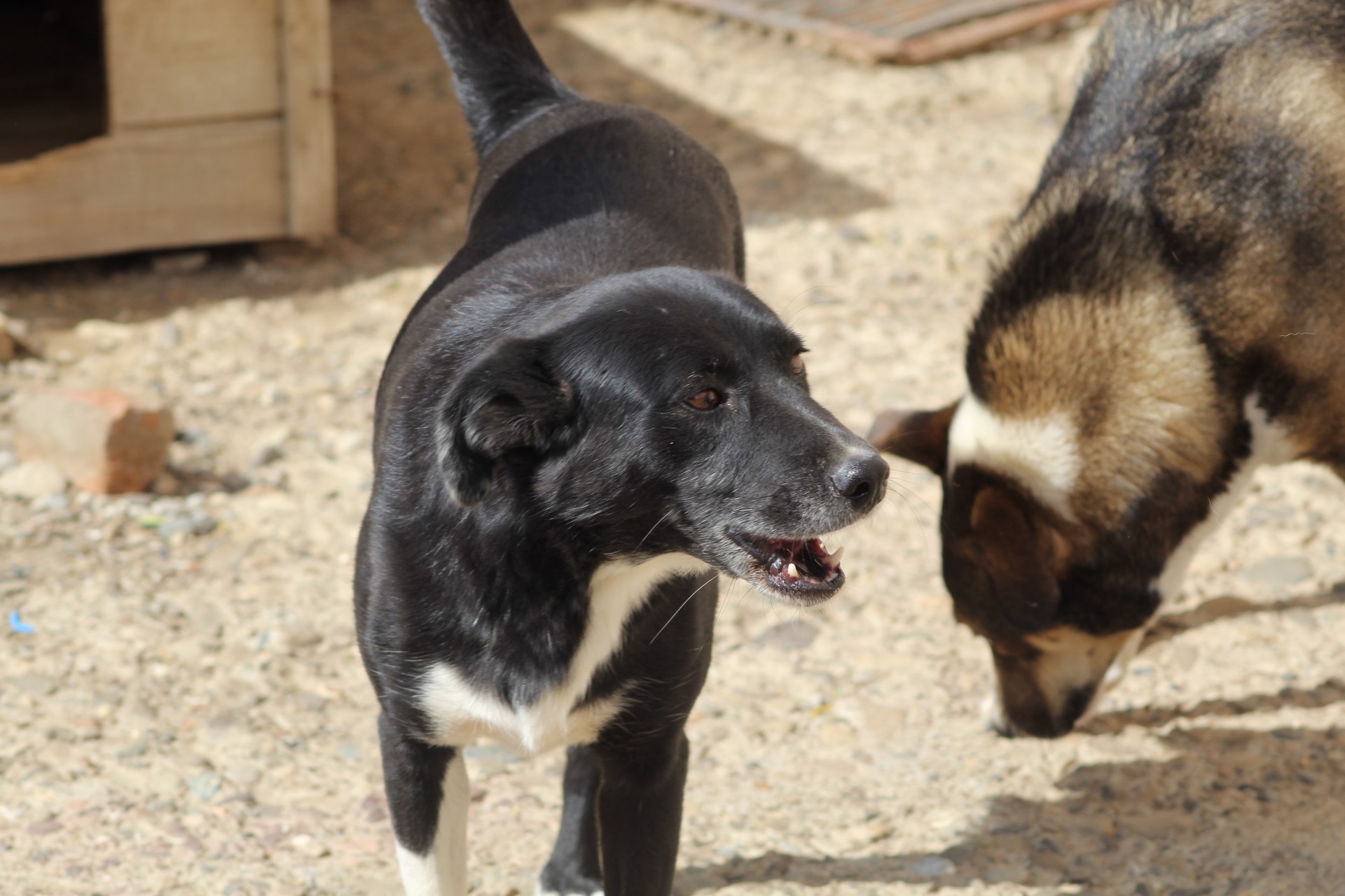 Suzy Casa lui Patrocle 2