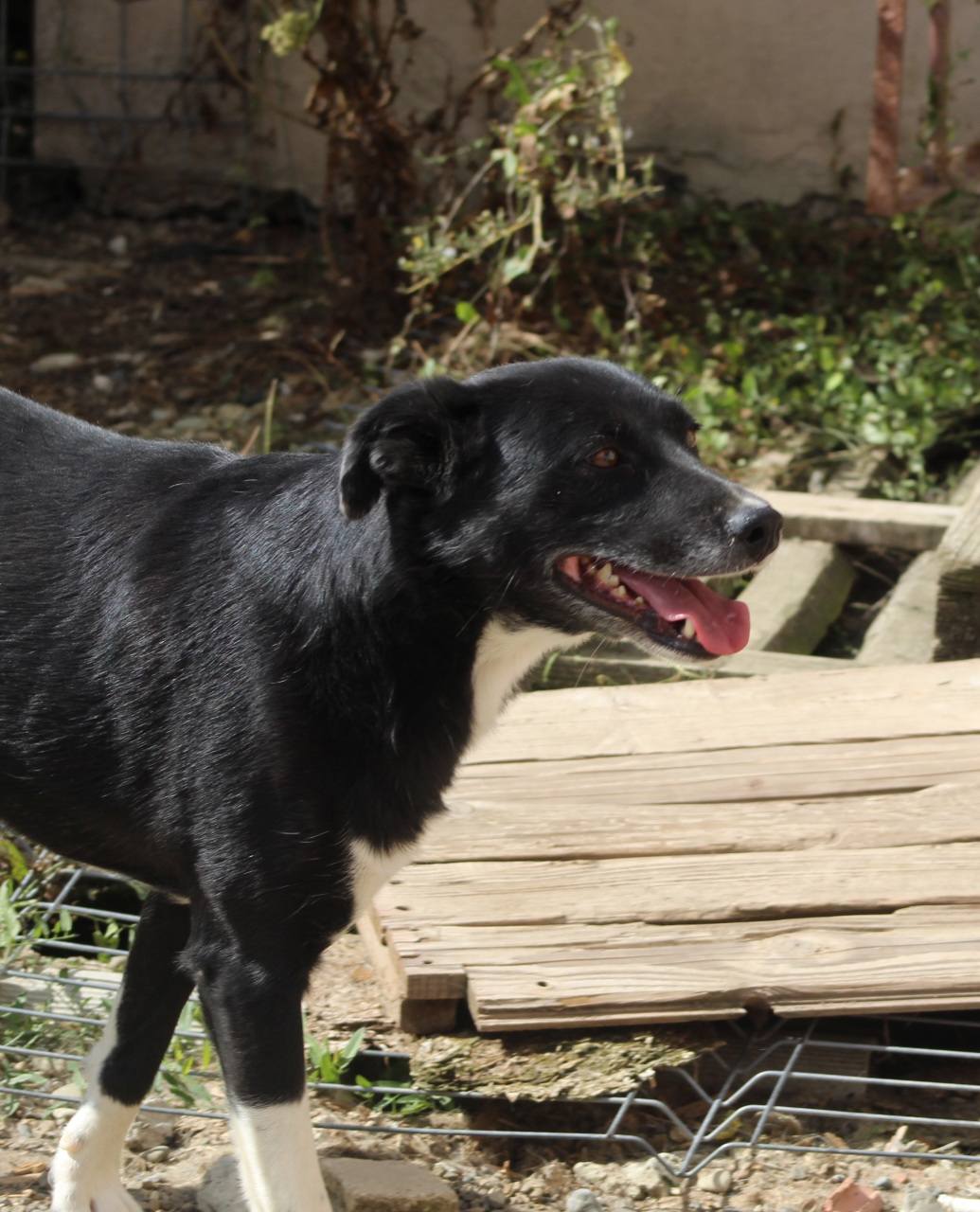 Suzy Casa lui Patrocle 3