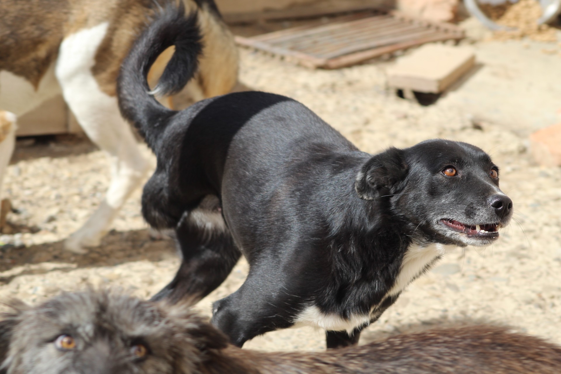 Suzy Casa lui Patrocle 4