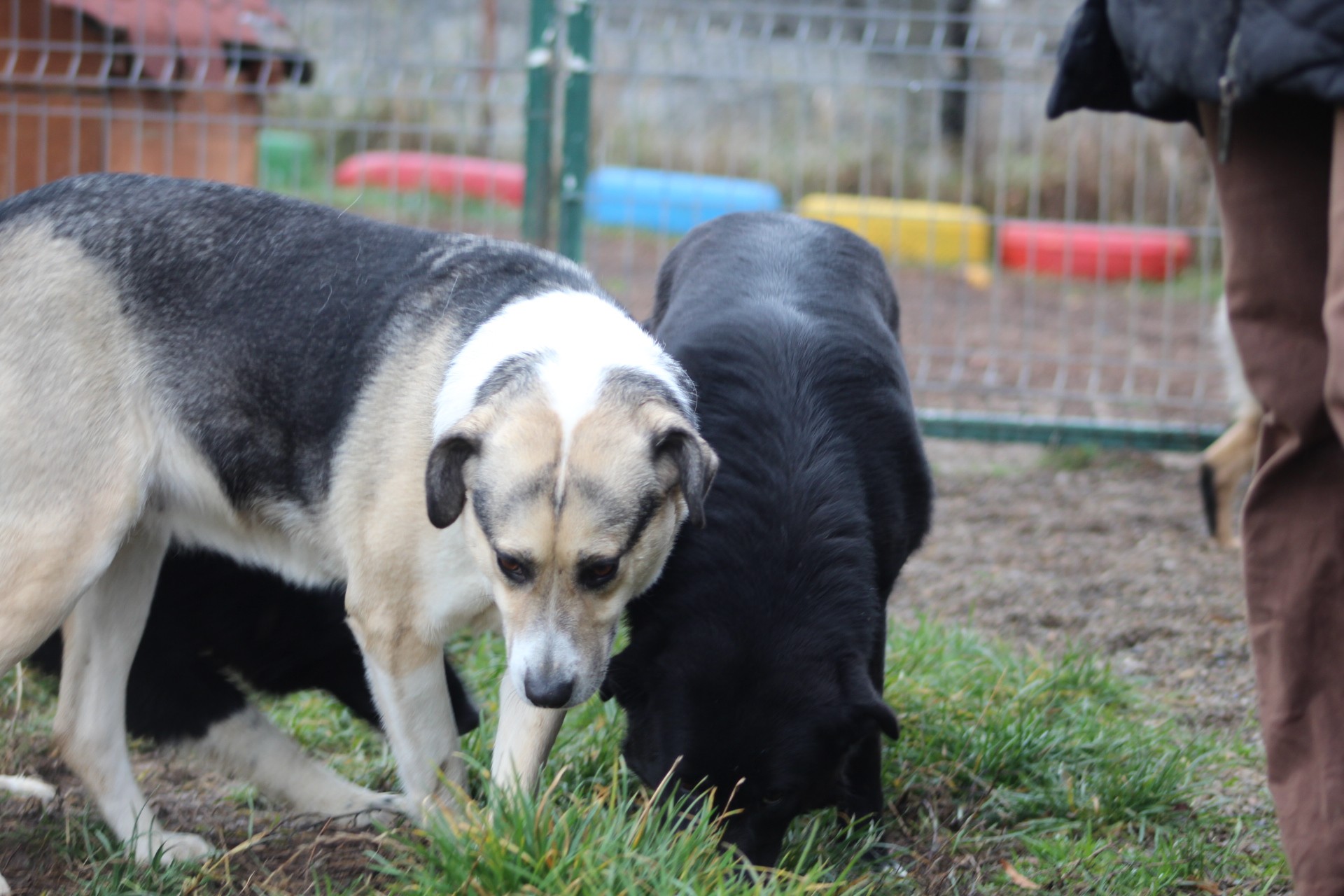 Tabea Casa lui Patrocle 2