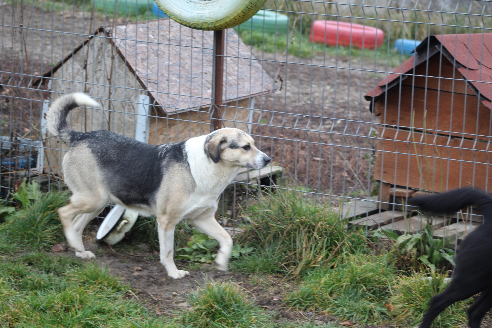 Tabea Casa lui Patrocle 4
