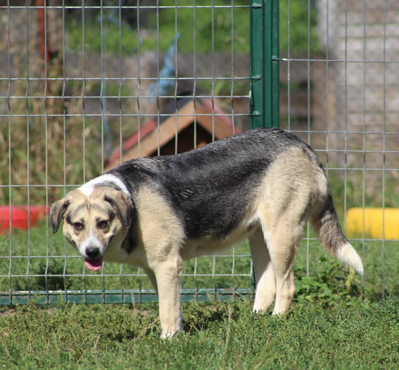 Tabea Casa lui Patrocle 6