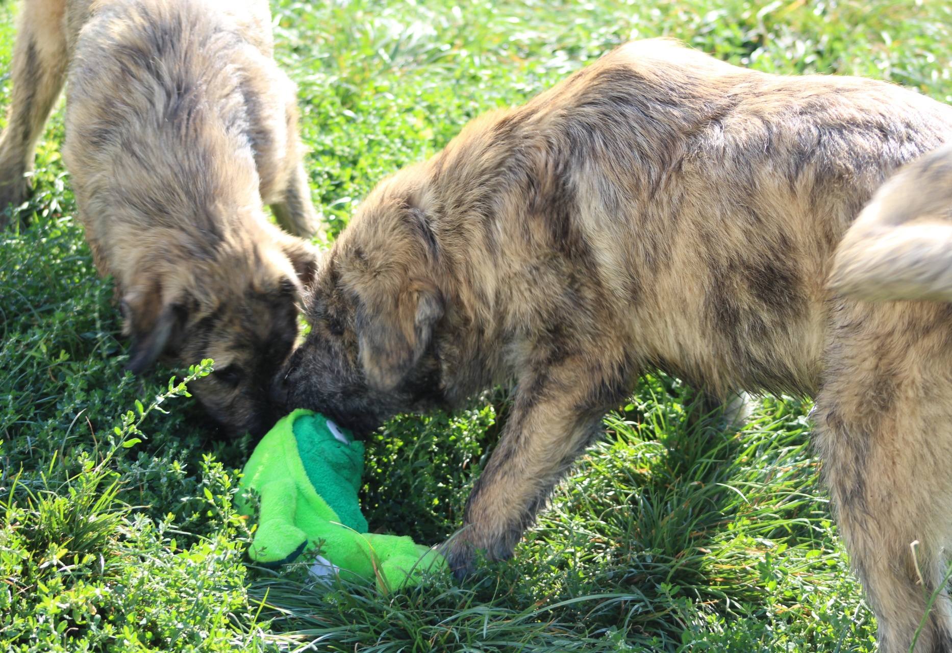 Thor Casa lui Patrocle 2