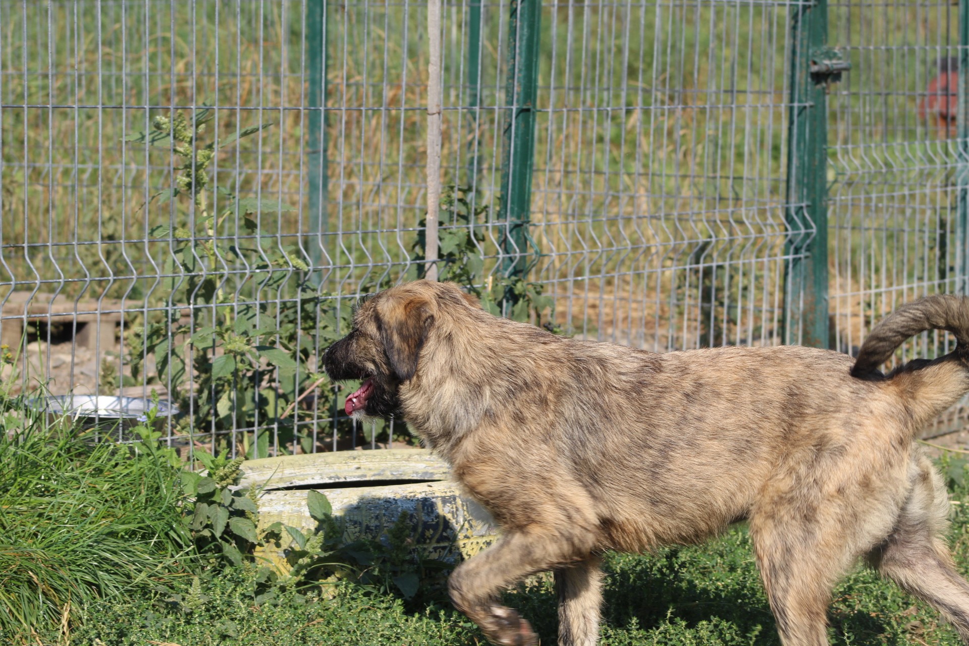 Thor Casa lui Patrocle 4