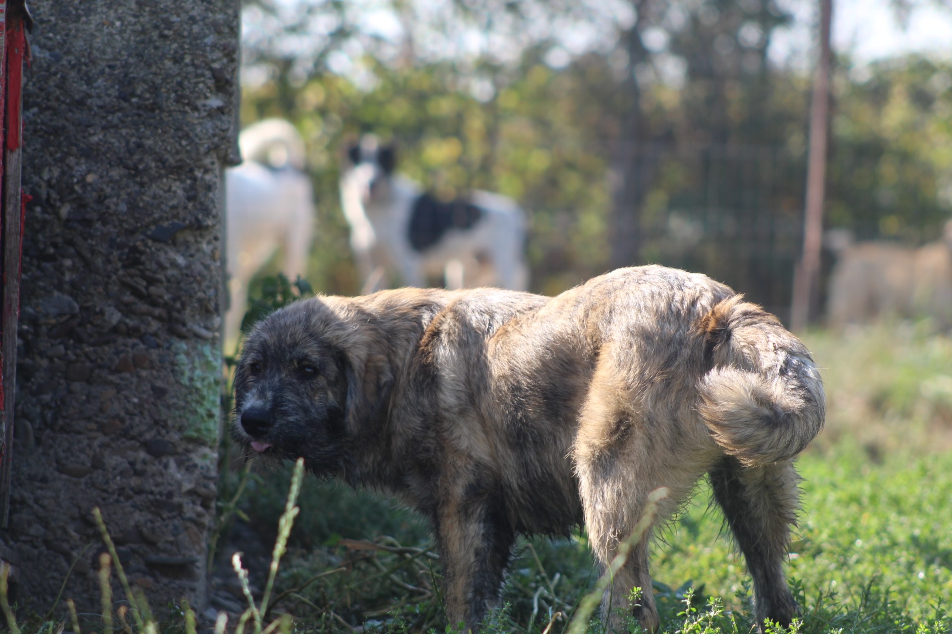 Thor Casa lui Patrocle 5