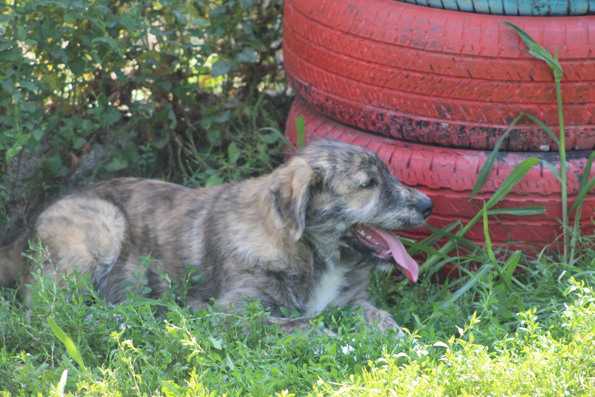 Thor Casa lui Patrocle 6