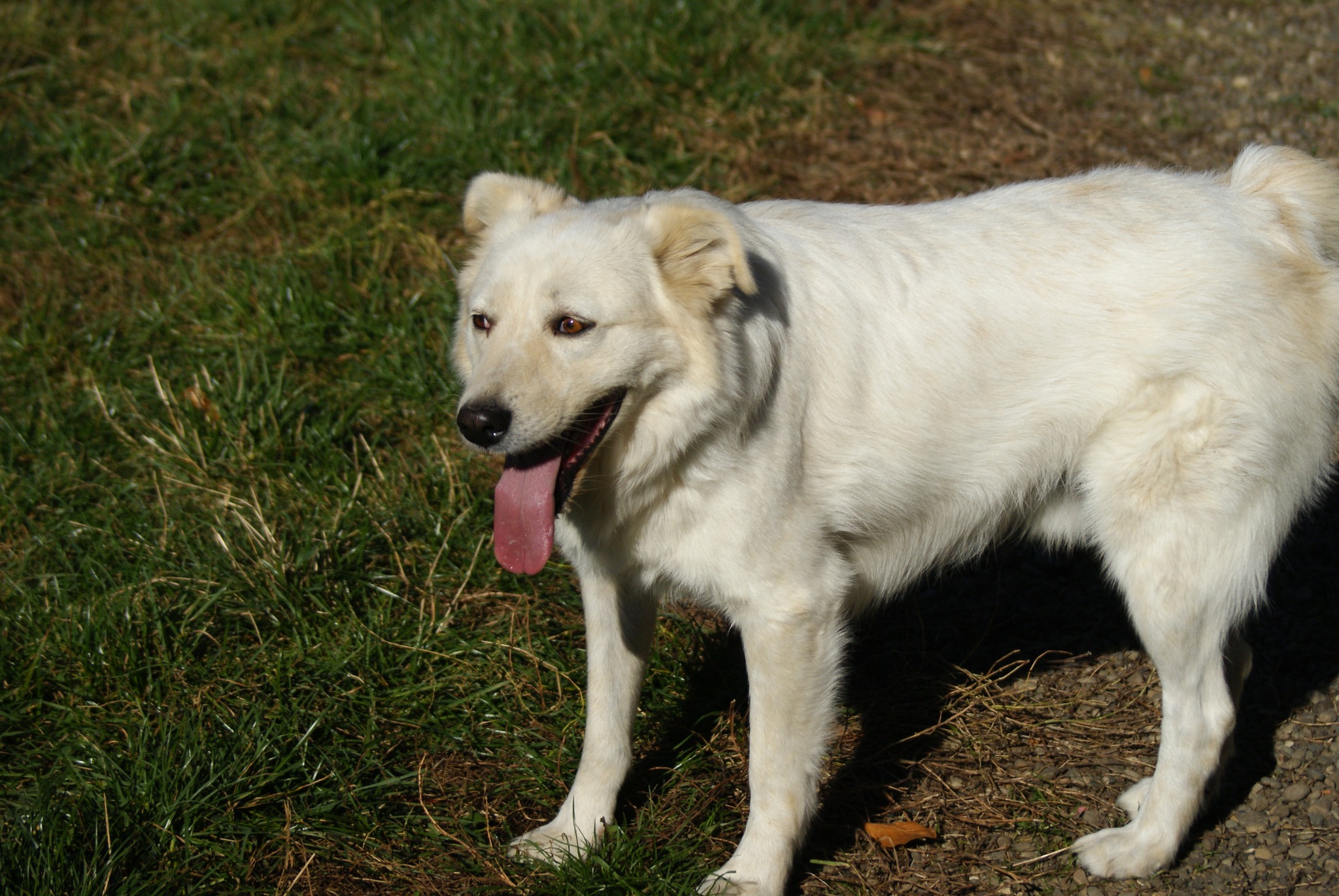 Tim Casa lui Patrocle 4