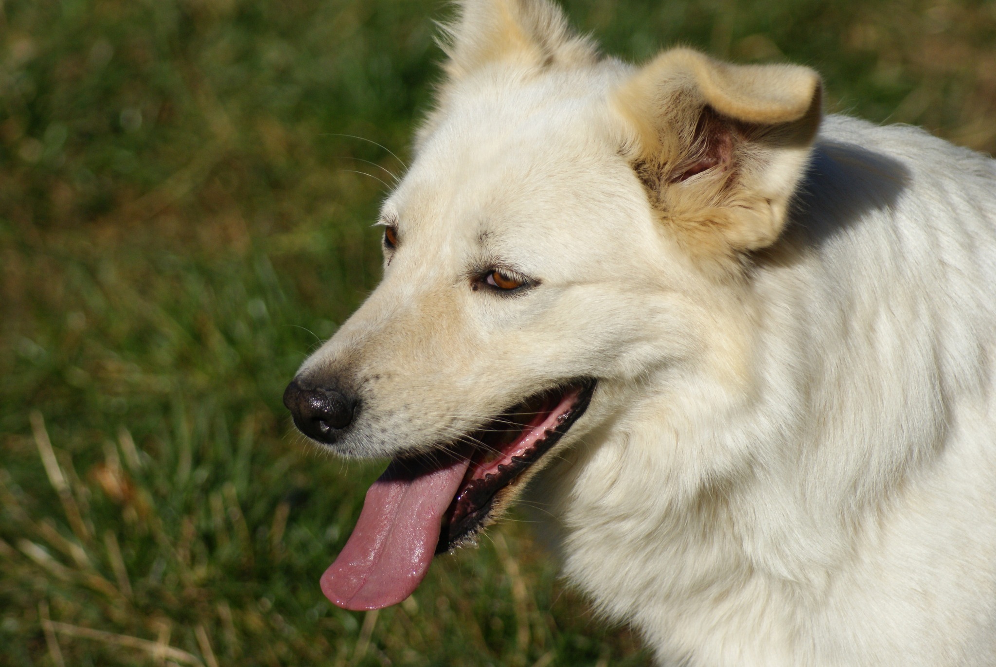 Tim Casa lui Patrocle 5