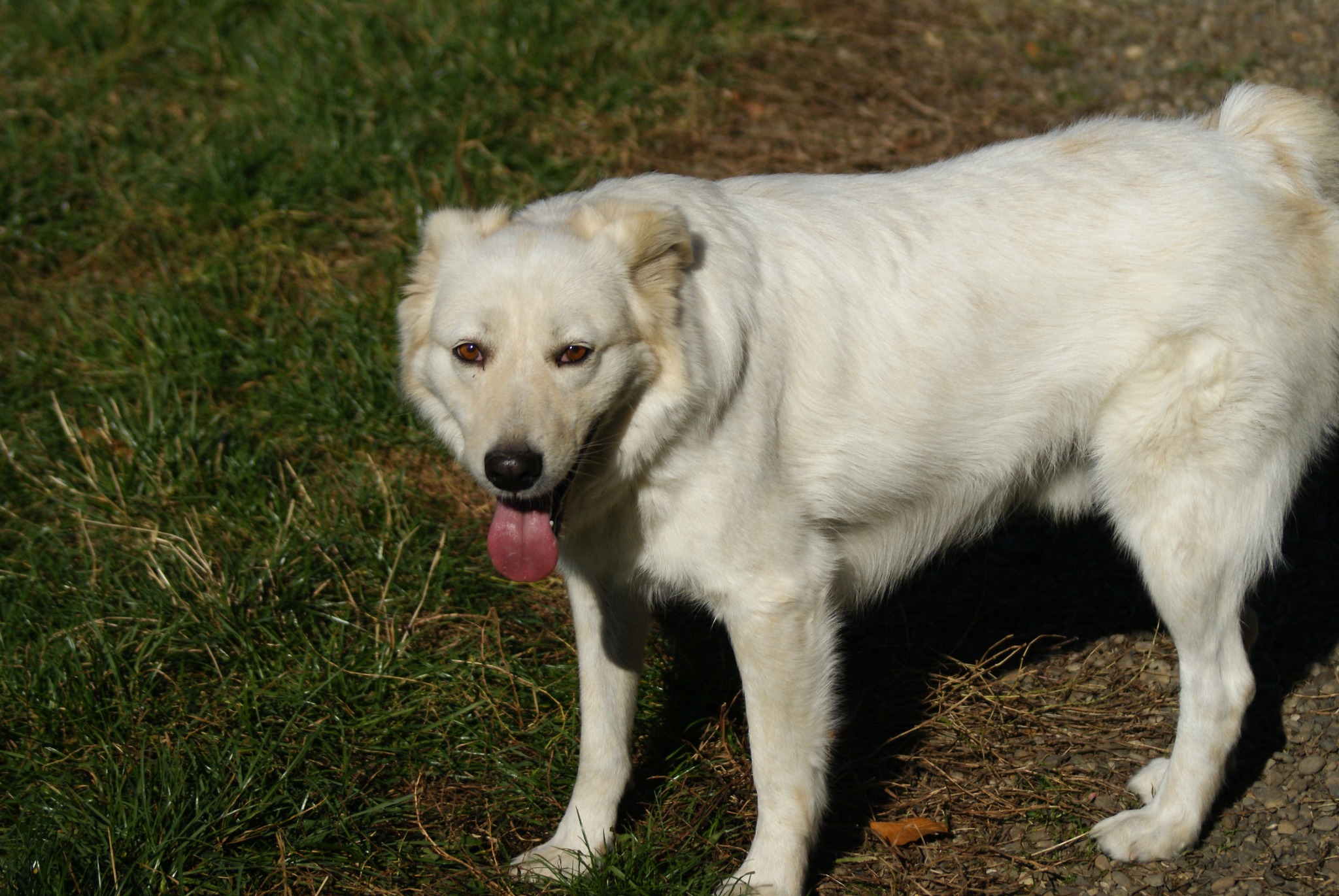 Tim Casa lui Patrocle 6