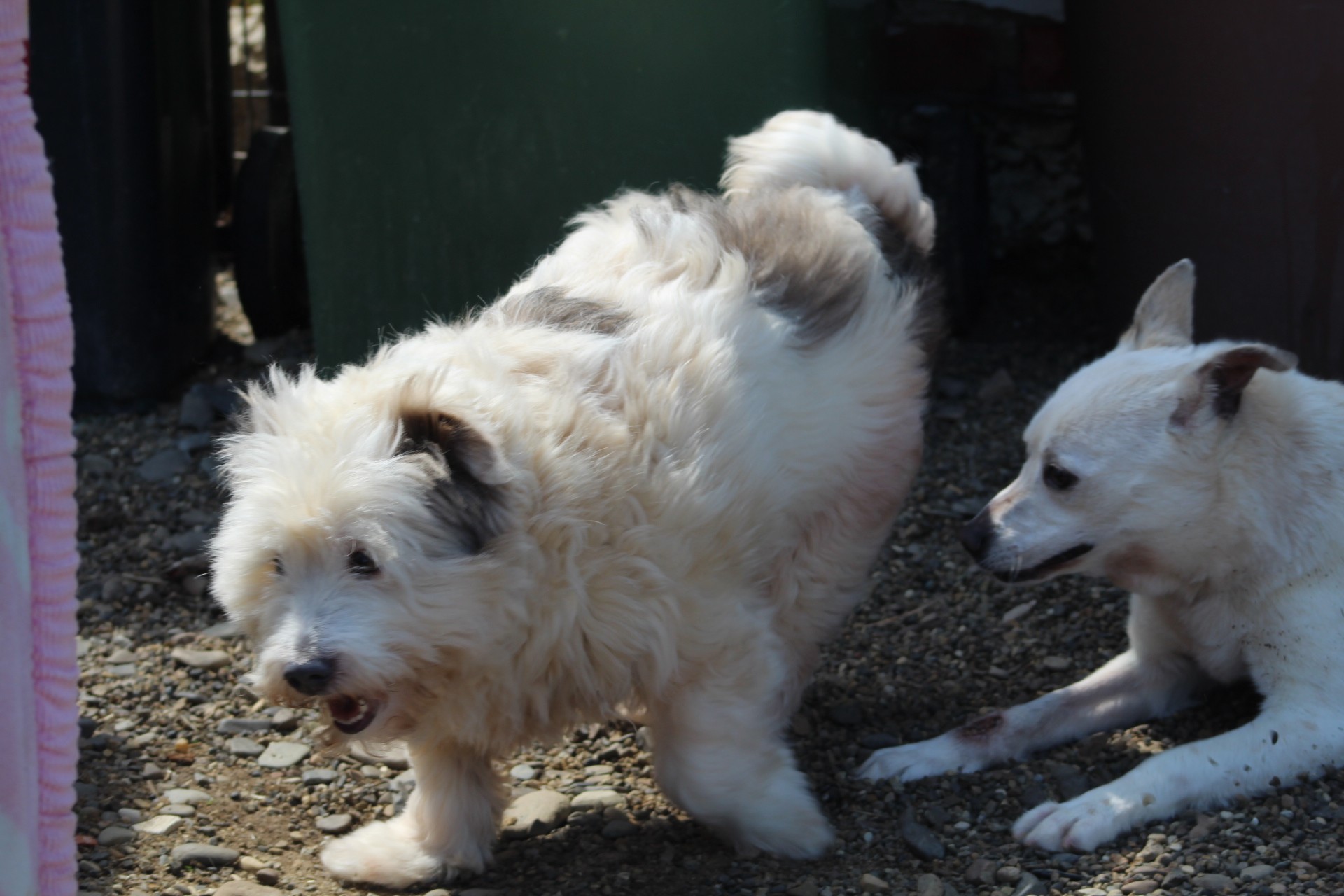 Tommy Casa lui Patrocle 3