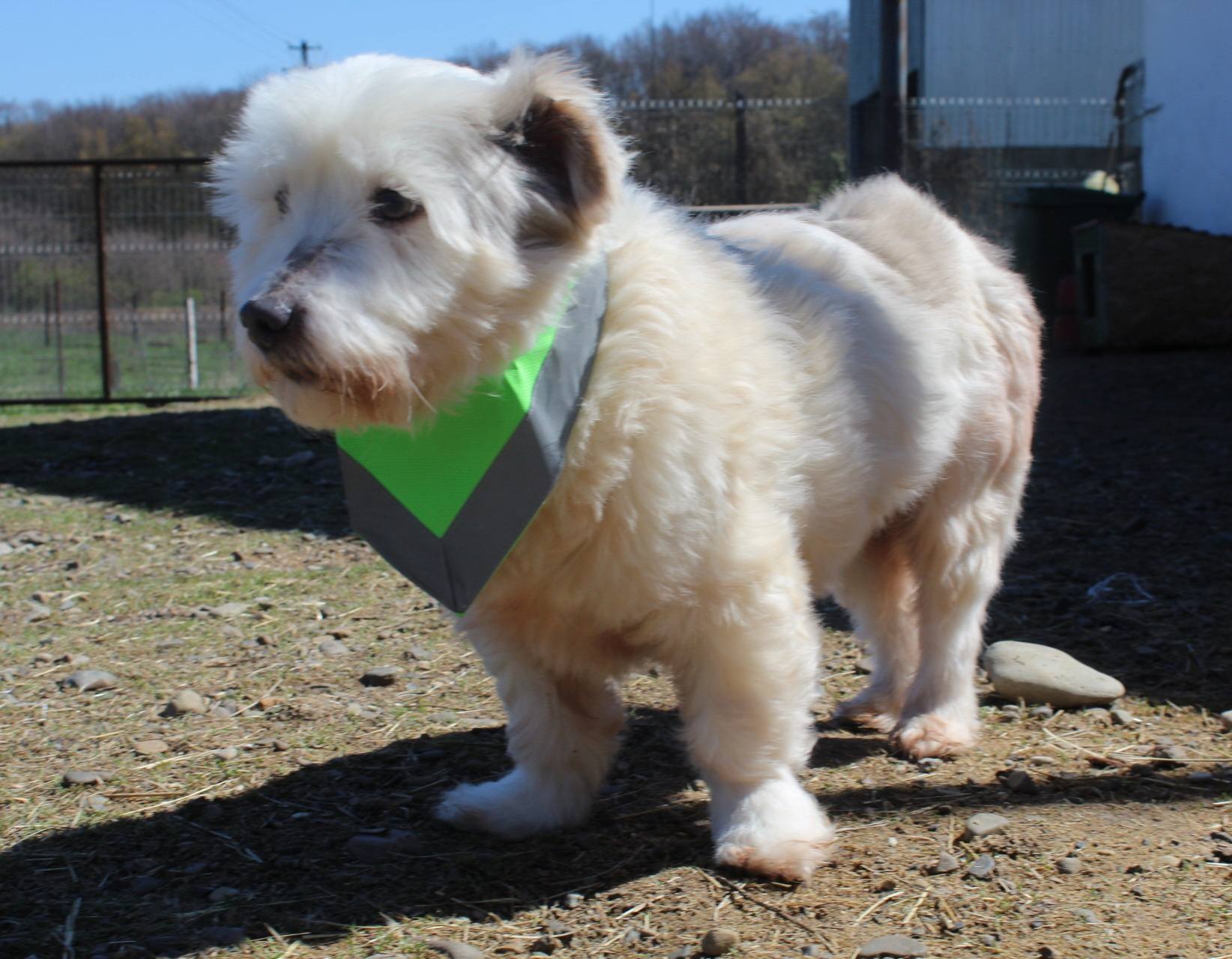 Tommy Casa lui Patrocle 4