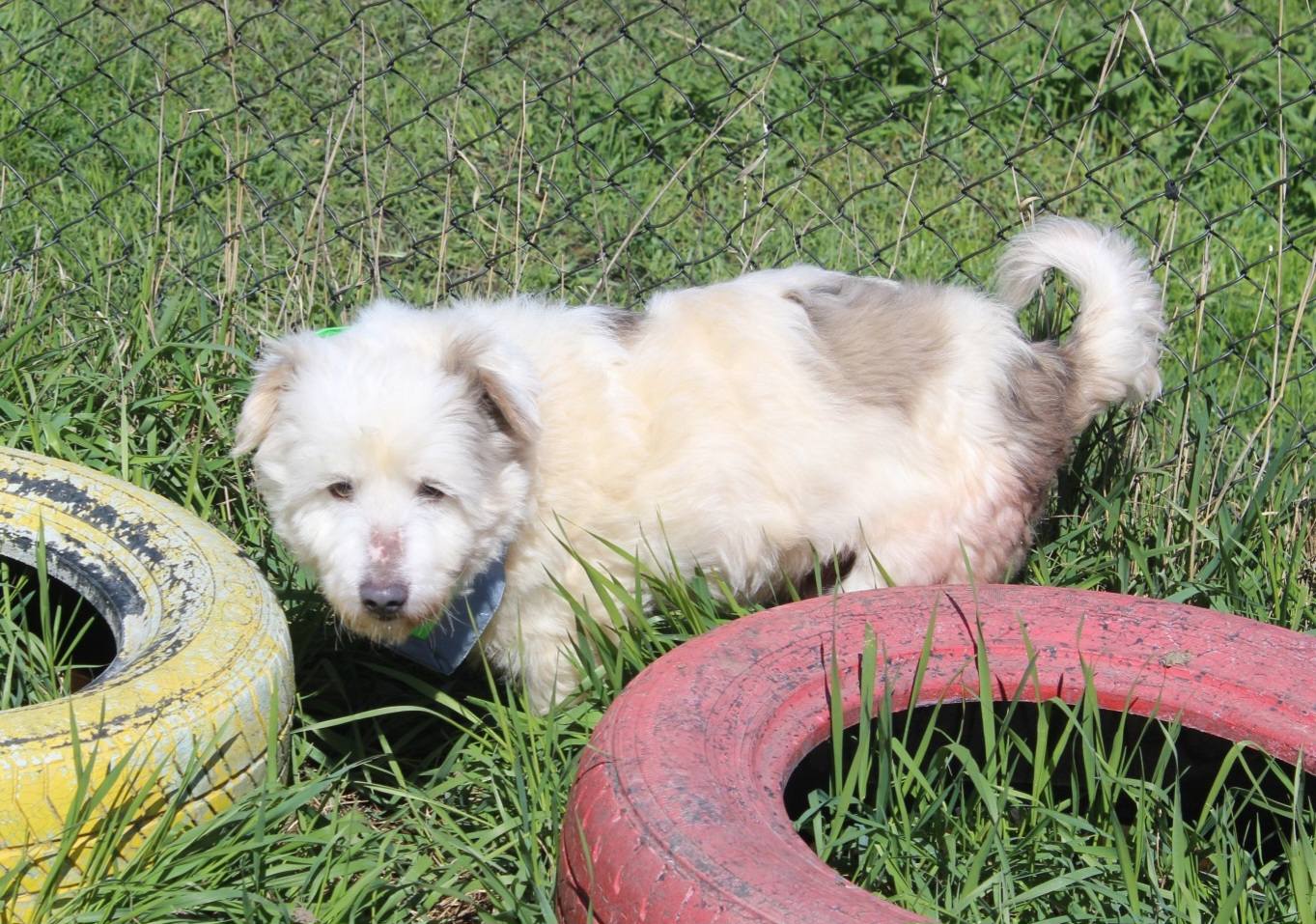 Tommy Casa lui Patrocle 5