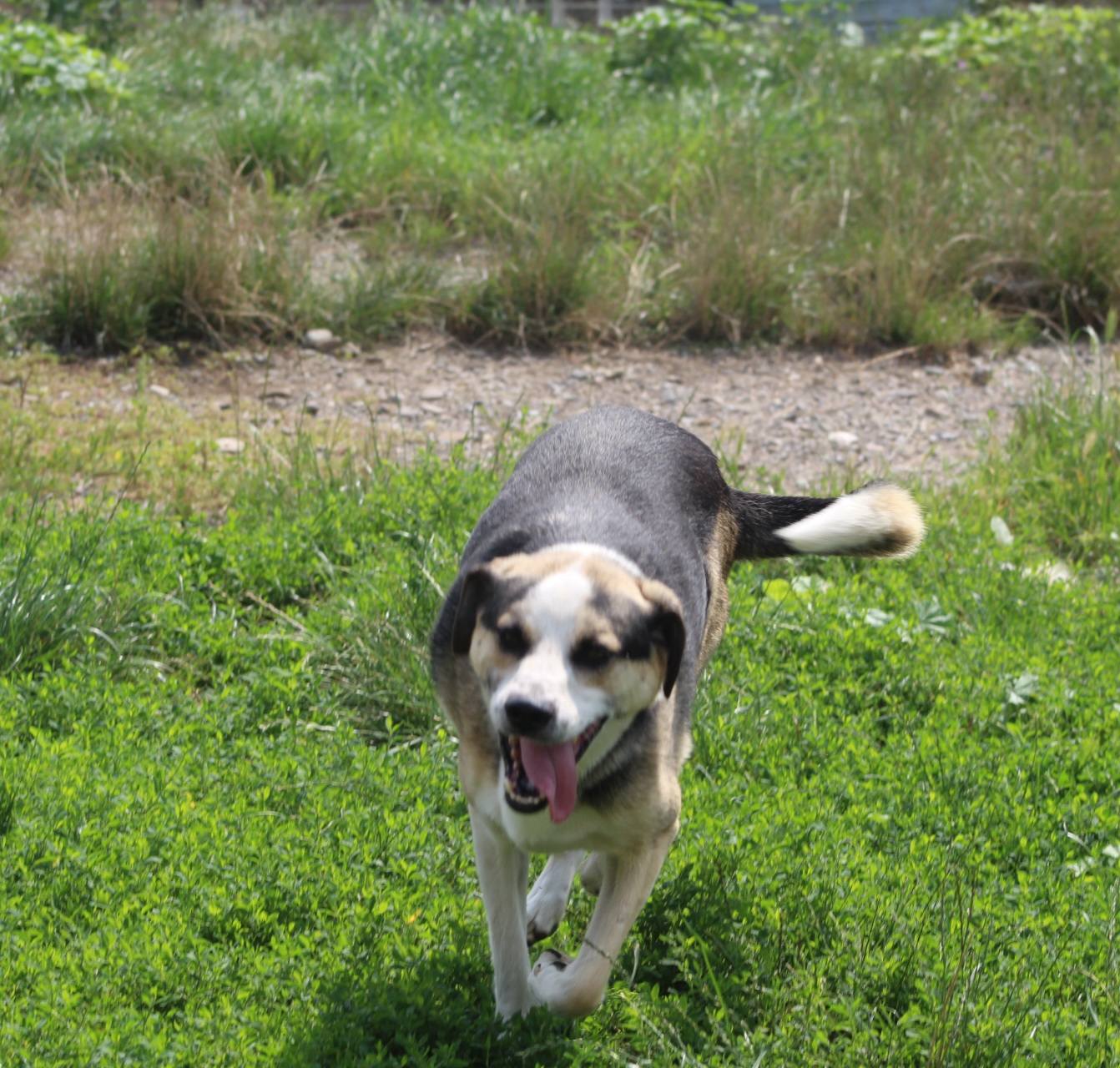 Trica Casa lui Patrocle 2