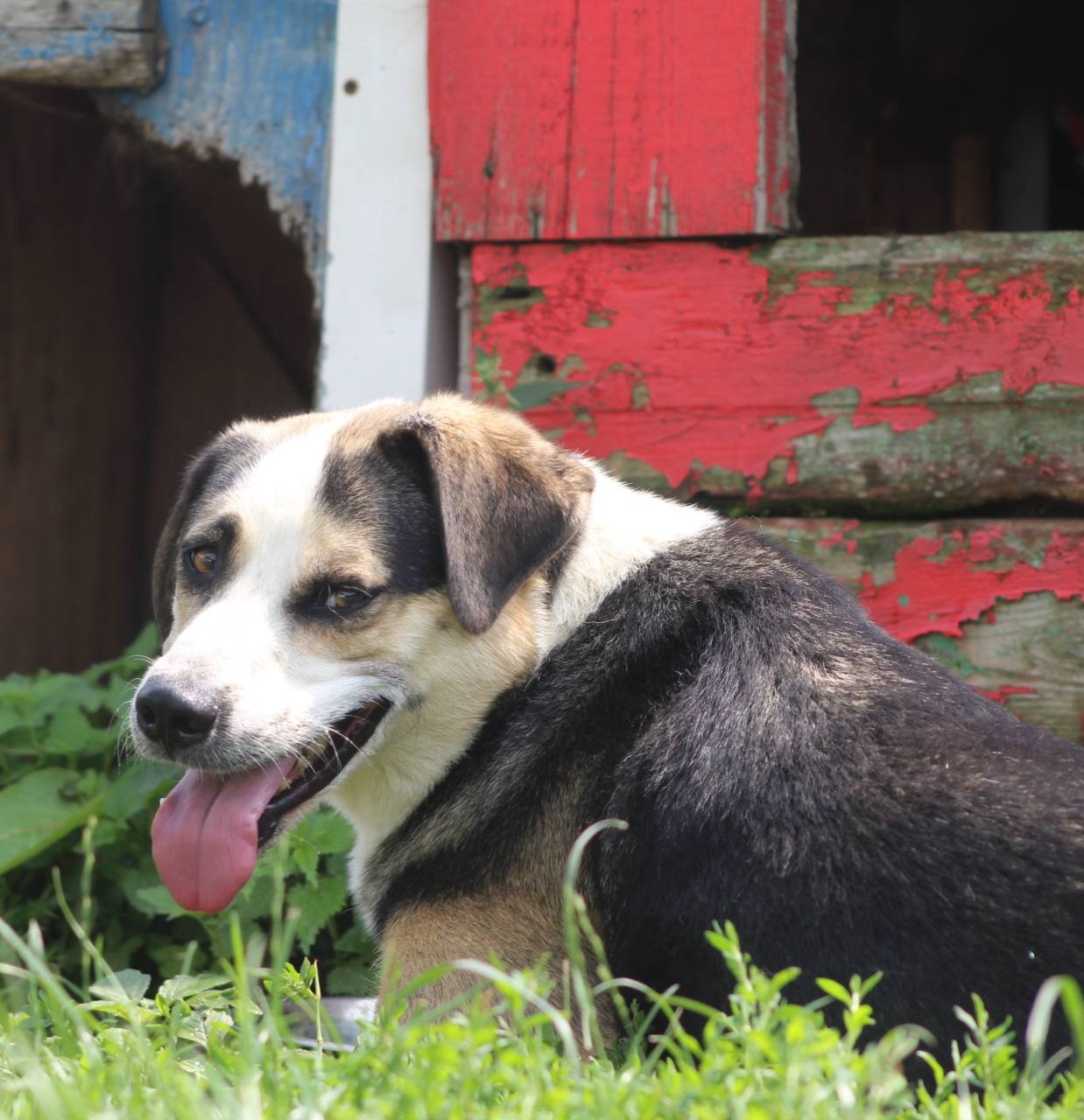 Trica Casa lui Patrocle 3