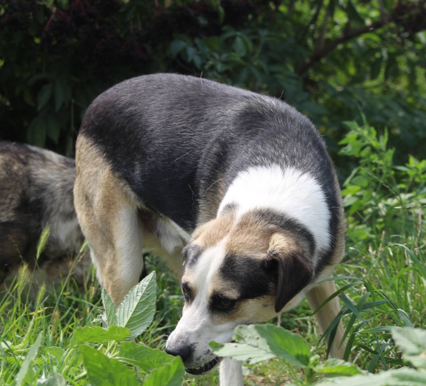 Trica Casa lui Patrocle 4