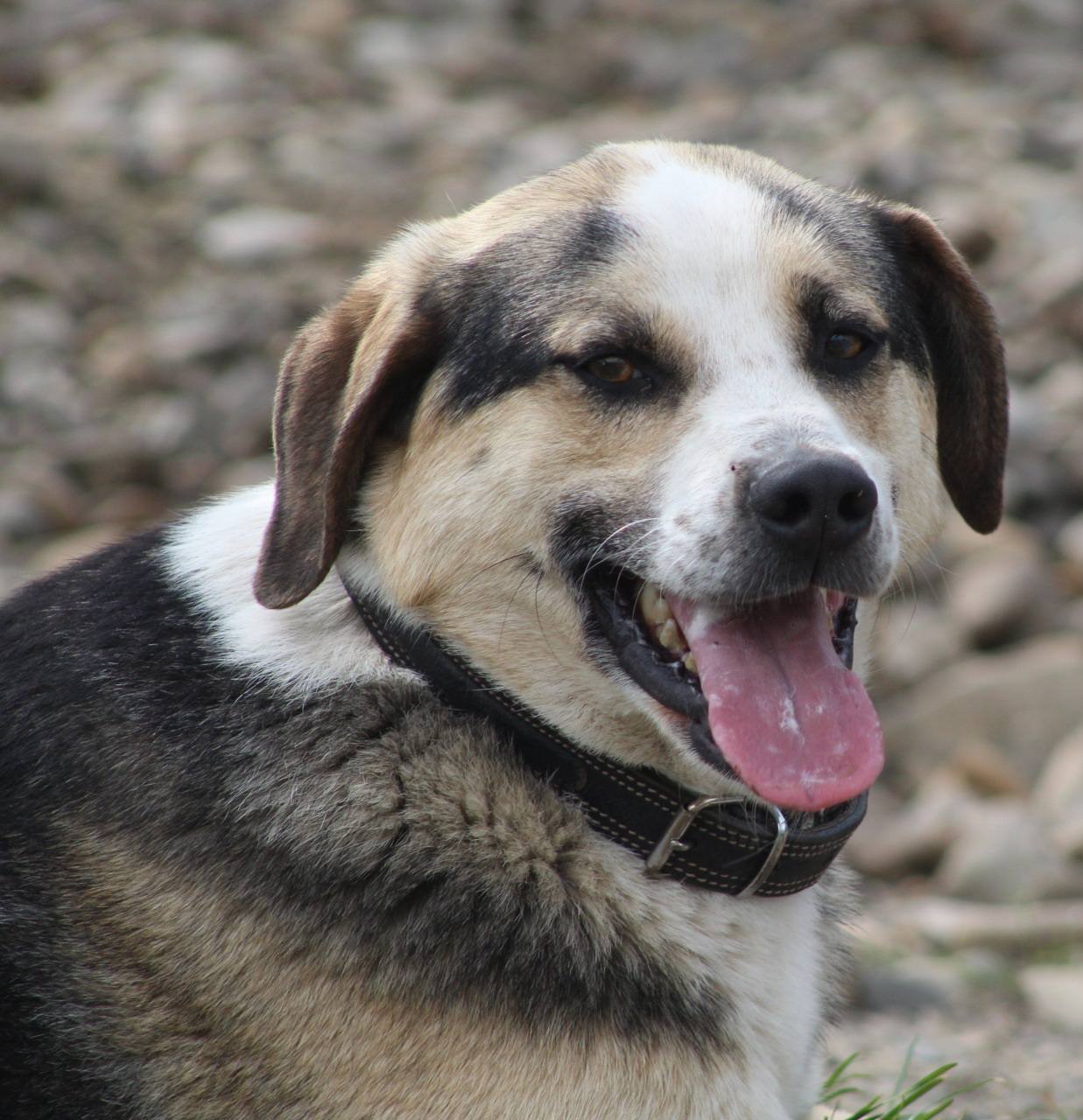 Trica Casa lui Patrocle 6