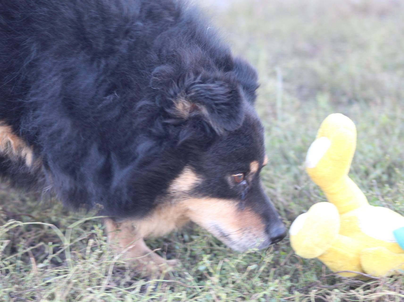 Vito Casa lui Patrocle 2