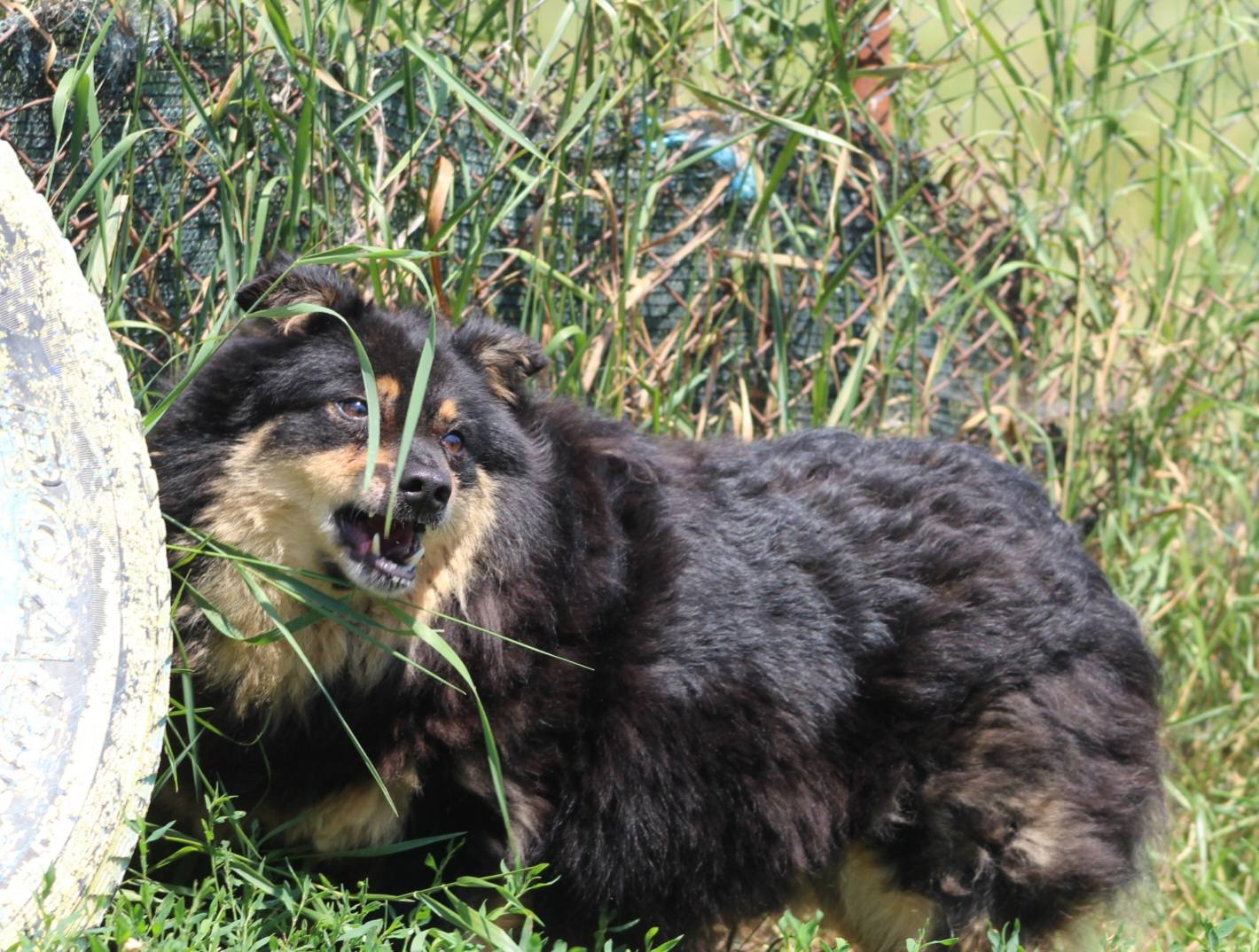 Vito Casa lui Patrocle 4