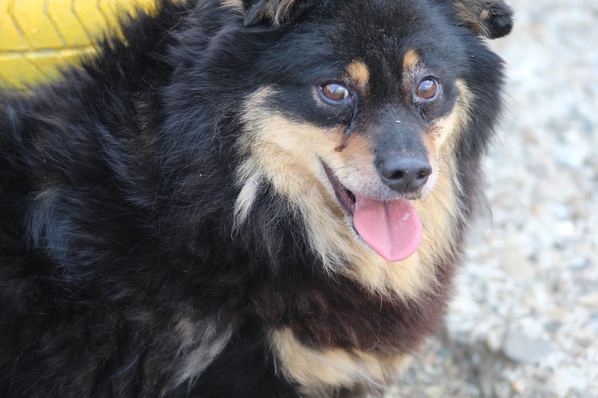 Vito Casa lui Patrocle 5