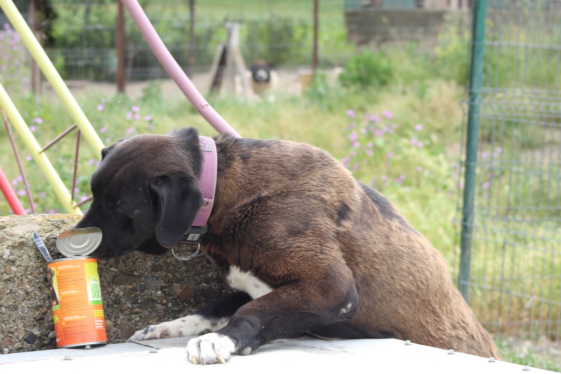 Yetti Casa lui Patrocle 2