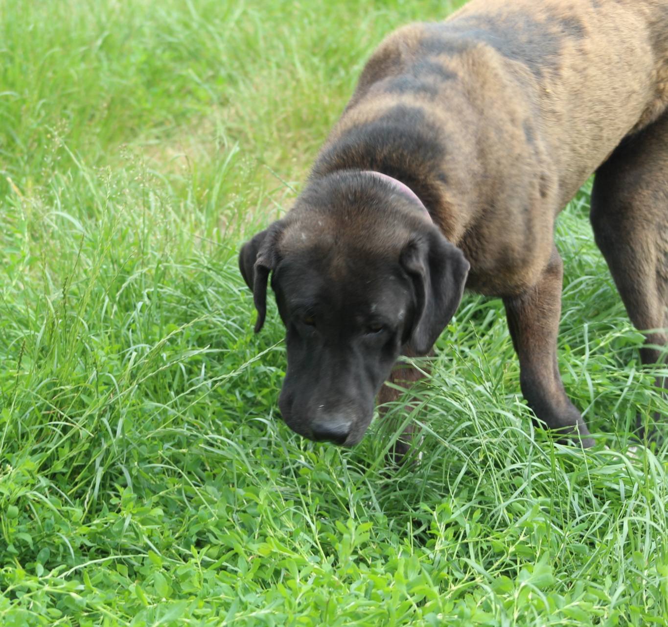 Yetti Casa lui Patrocle 4