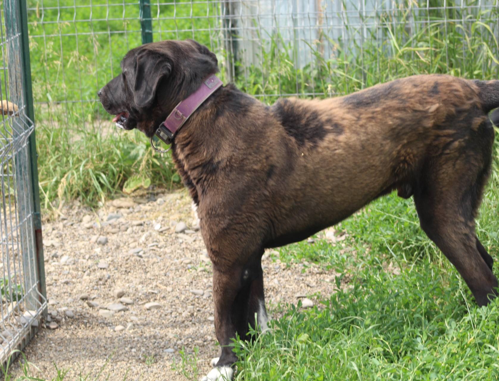 Yetti Casa lui Patrocle 5