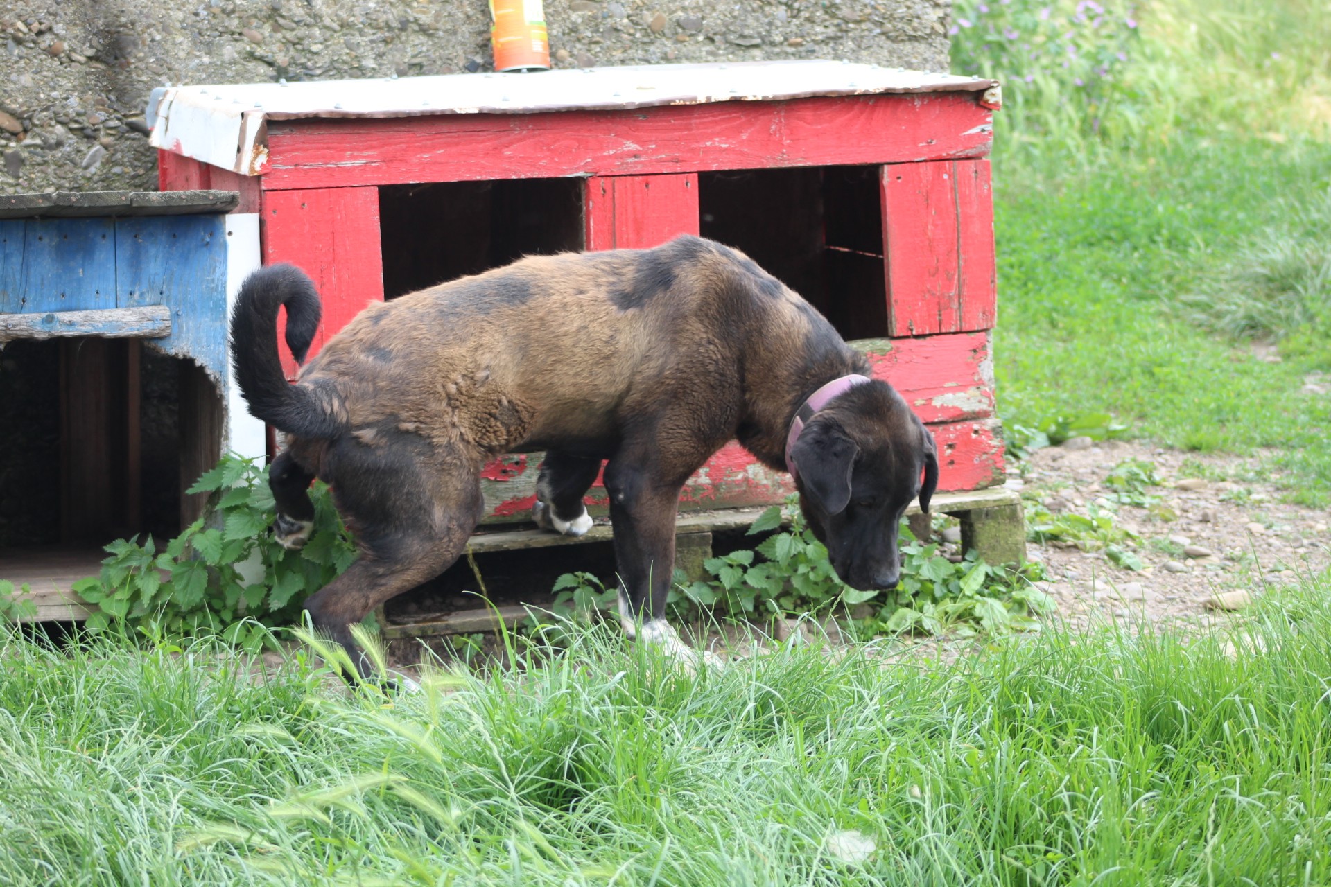 Yetti Casa lui Patrocle 6