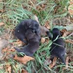 Ariana a fost abandonată pe pământul rece, la marginea unui câmp din Mălini