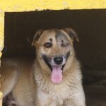 Aurel, cățel într-un singur ochișor