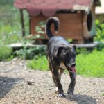 Bella s-a născut în stradă. Acolo a deschis ochii și tot acolo a învățat prima lecție despre oameni