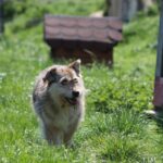 El este Benji, are 8 ani de adăpost.