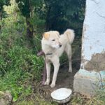 Bujor a stat mult timp legat. Nu doar de un lanț, ci de ideea că așa arată viața lui, închis.