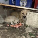 Câtă singurătate şi frig