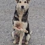 Un an a trăit sprijinindu-se pe durere.