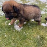 Weekendul trecut, când frigul mistuia pământul și nopțile mușcau din tot ce era viu