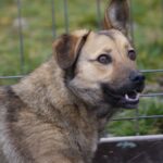 Crina a fost găsită rătăcind cu o zgardă ciudată la gât și cu pași nesiguri.