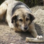 Daisy e o bătrânică. Și, pentru prima dată după mult timp, o vedem cum îi tihnește pensia