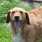 Elias: Prea sănătos ca să fie salvat? Problema câinilor „invizibili”