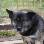 Fantomas: O viață în umbră și adevărata semnificație a salvării