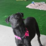 Într-o dimineață de noiembrie, anul trecut, am găsit 3 pui de cățel abandonați lângă adăpost