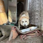 Lăbuş din Broşteni