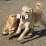 Unii cresc, dar nu reușesc să plece…