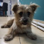 O cheamă Mimosa, că-i bibelou, nu câine.