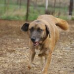 Miranda nu ocupă mult spațiu. Nici fizic, nici sonor, dar își face un loc în inimile calde!