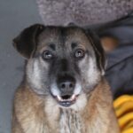 Miranda a apărut la marginea satului în care ne avem adăpostul